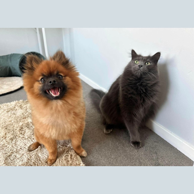 Photo of Nala (Assisted Rehome)