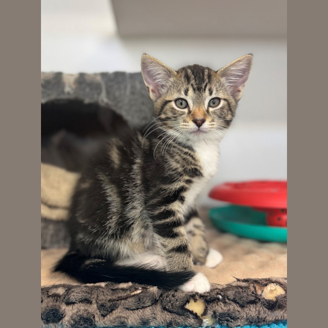 Photo of Dax