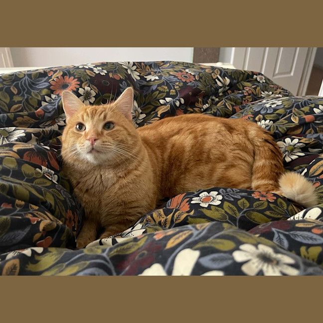 Photo of Dexter