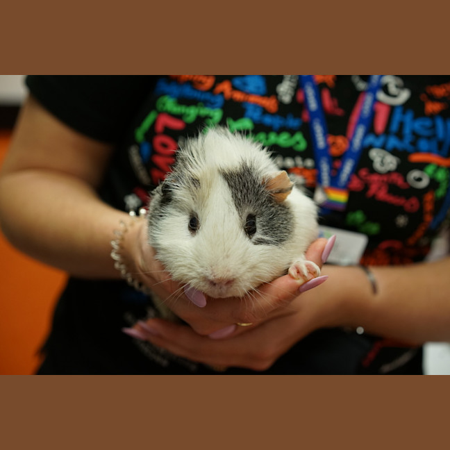 Photo of Herbert