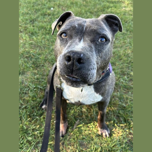 Photo of Koda
