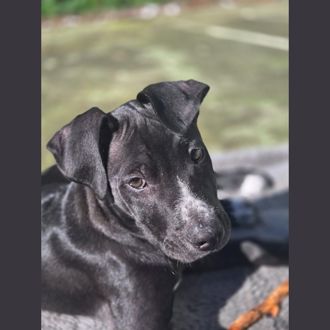 Photo of Hades