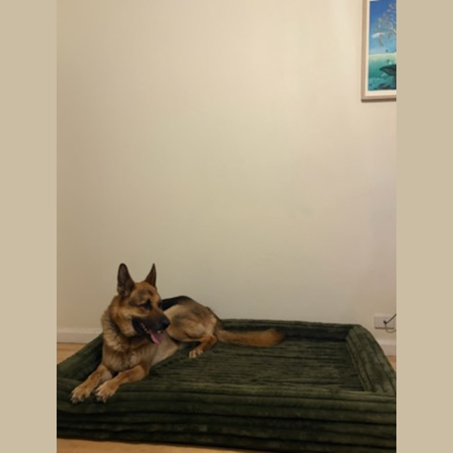 Photo of Augie   6 Year Old German Shepherd