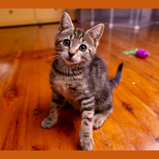 Photo of Groundskeeper Willy