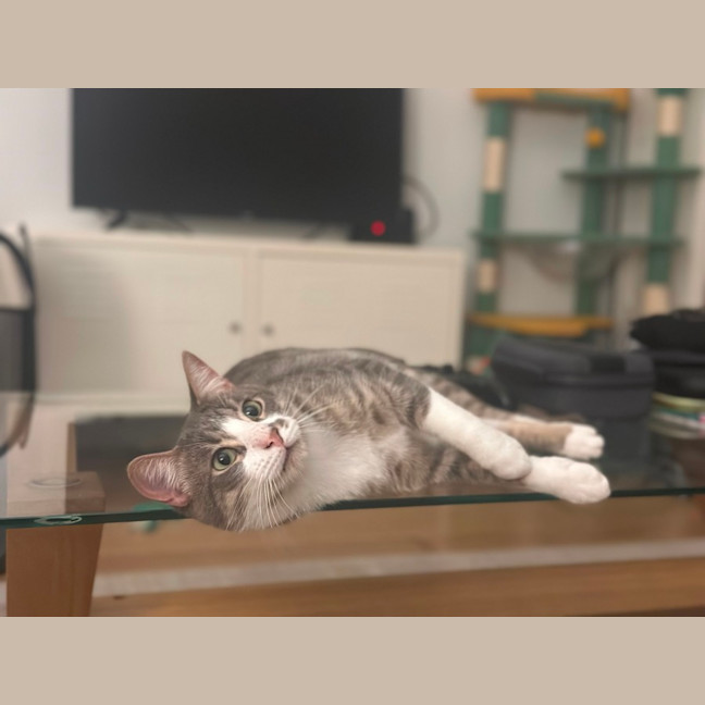 Photo of Mischa