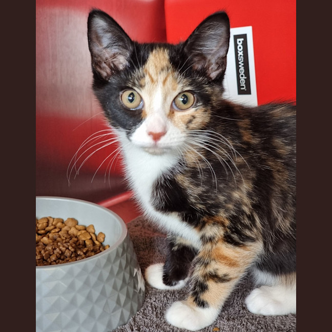 Photo of Bindi