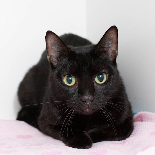 Photo of Casper