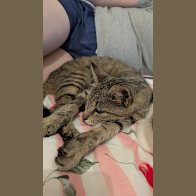 Photo of Misty Tabby