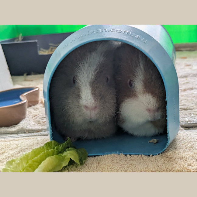 Photo of Tofu / Ginger