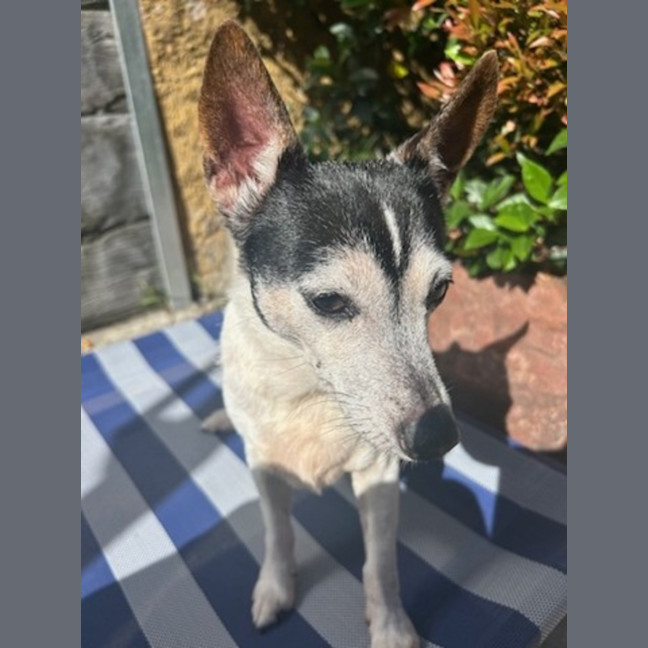 Photo of China   14 Year Old Tenterfield Terrier