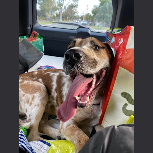 Photo of Pepperoni