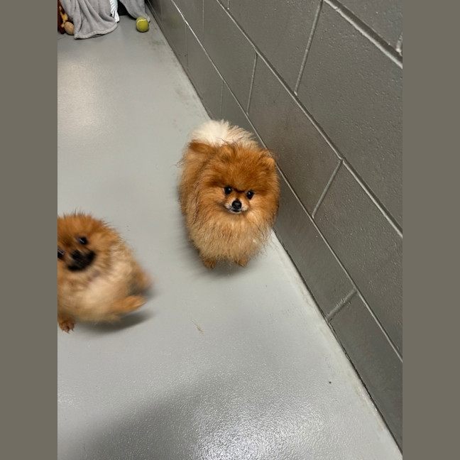 Photo of Peanut
