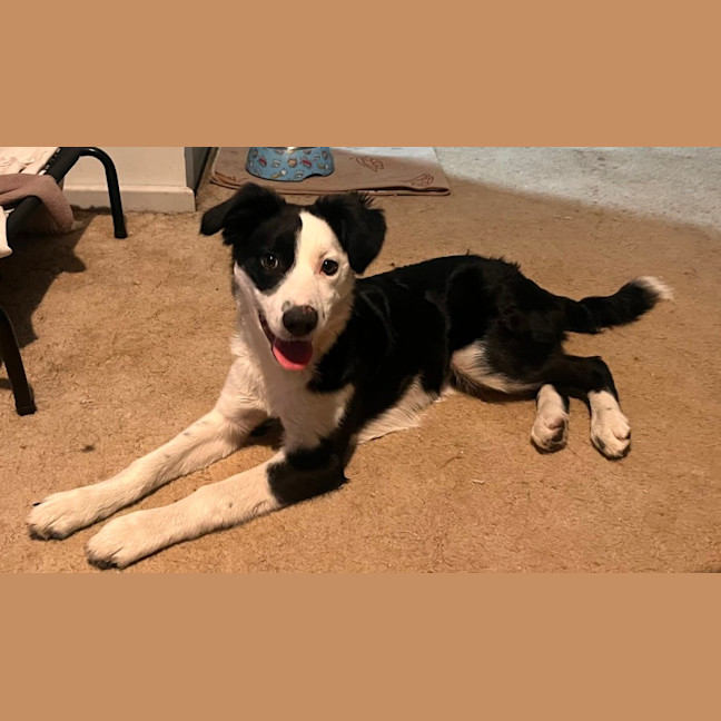 Photo of Coco   4 Month Old Border Collie