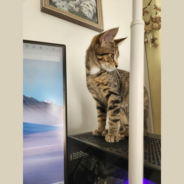 Photo of Tiger