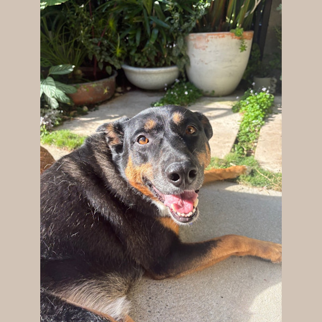 Photo of Cooper   8 Year Old Kelpie X