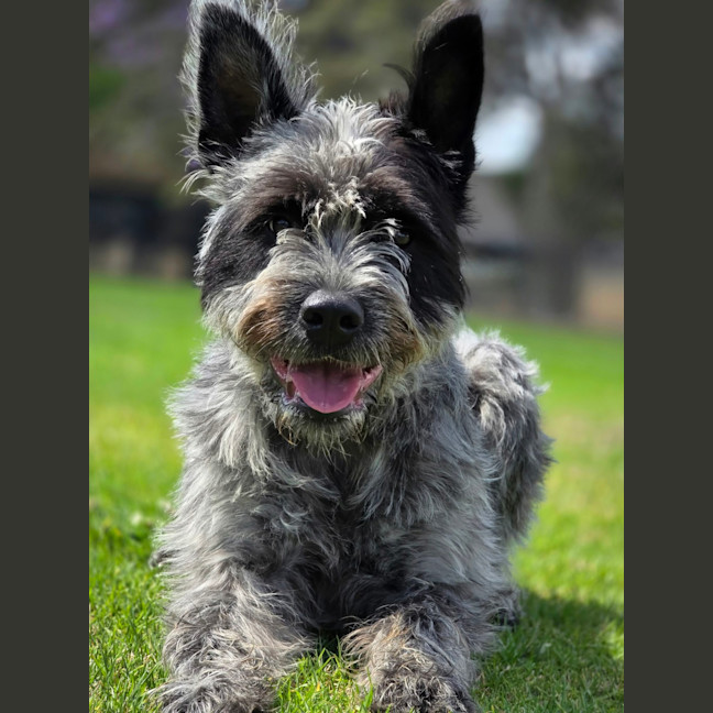 Photo of Louie