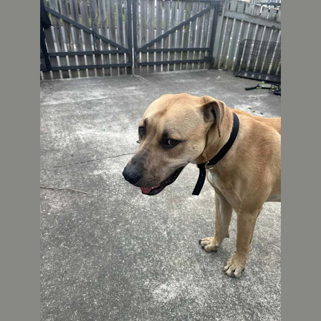 Photo of Gutsy Smurf