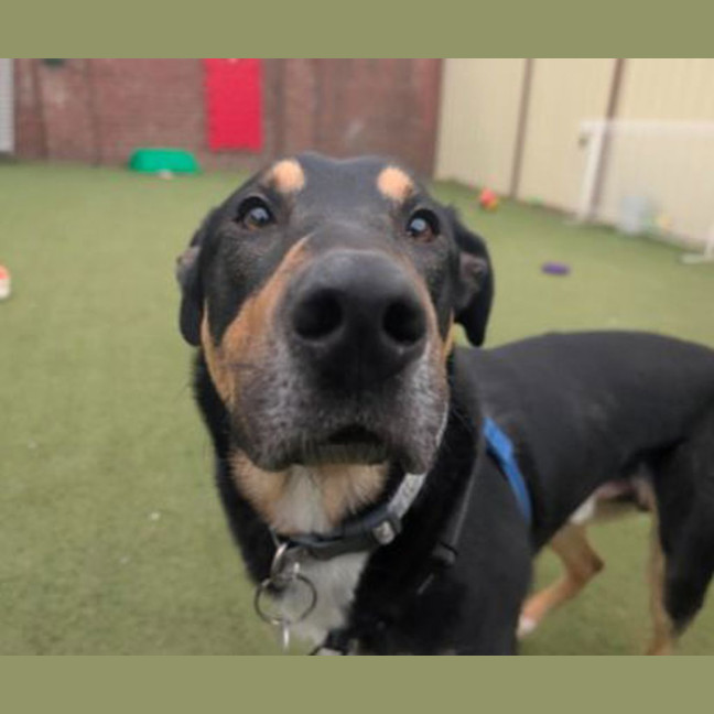 Photo of Odin