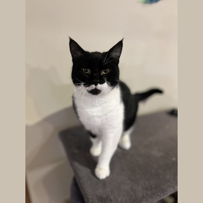 Photo of Bat Boy   Available At Pet Quarters Rutherford