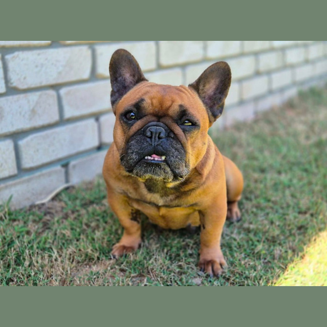Photo of Amber
