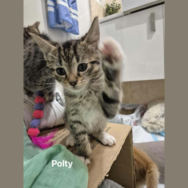 Photo of Polty