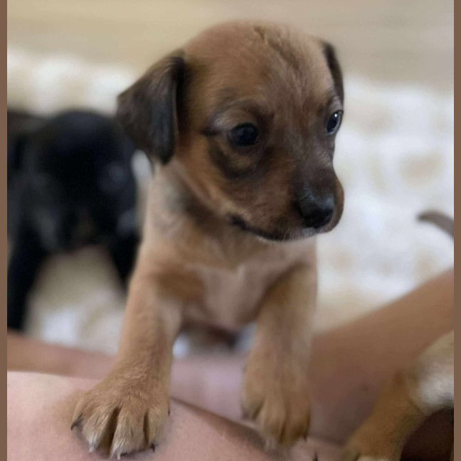 Photo of Major