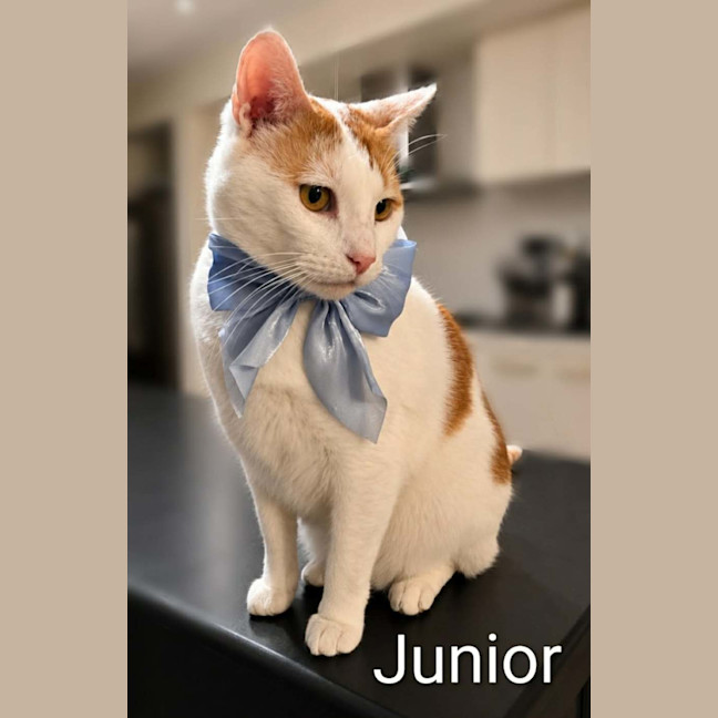 Photo of Junior