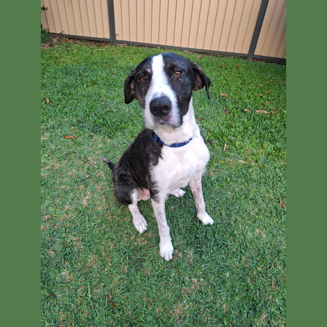 Photo of Murphy *$350 Adoption Fee*
