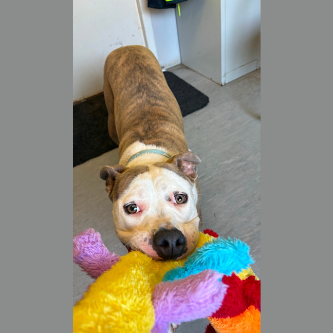 Photo of Tootsie Roll