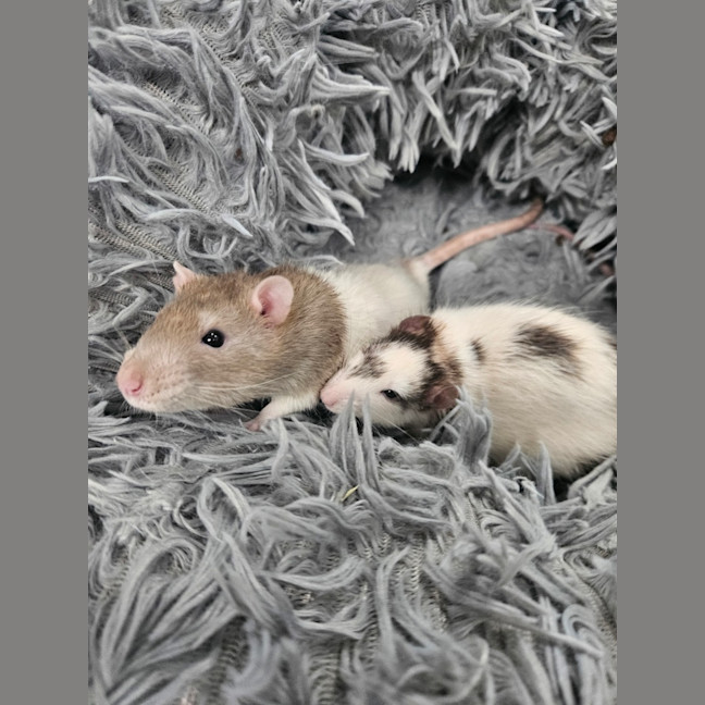 Photo of Timmy 