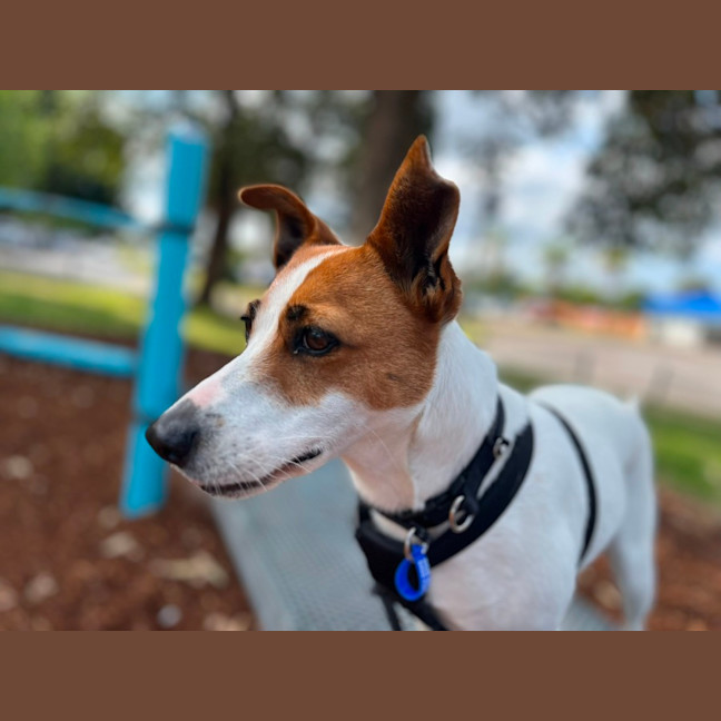 Photo of Mila   5 Year Old Jack Russell Terrier X