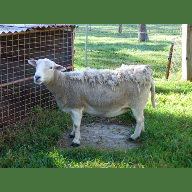 Photo of Sheep