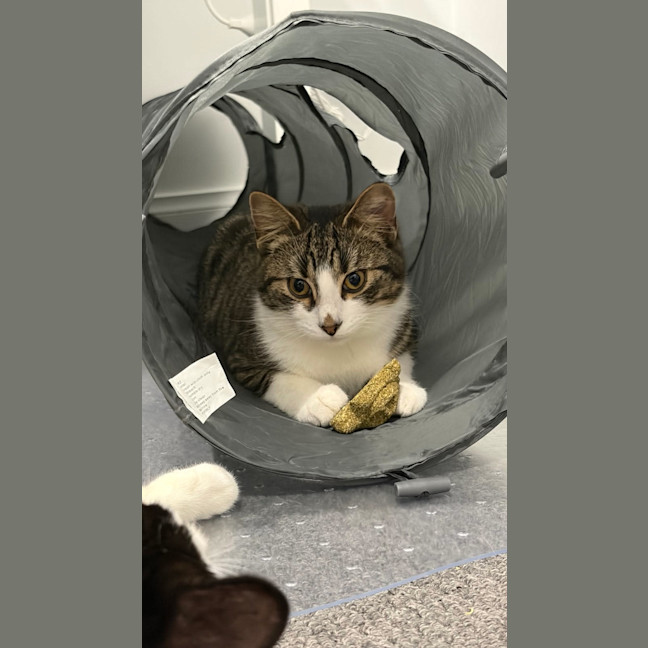 Photo of Winston