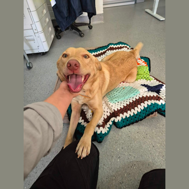 Photo of Trooper! 🦺