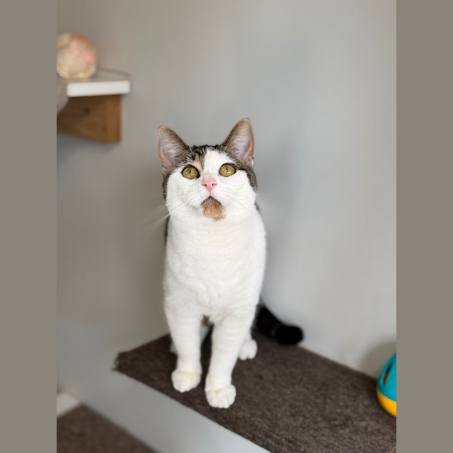Photo of Sadie