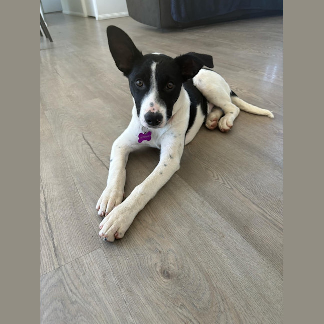 Photo of Bonnie