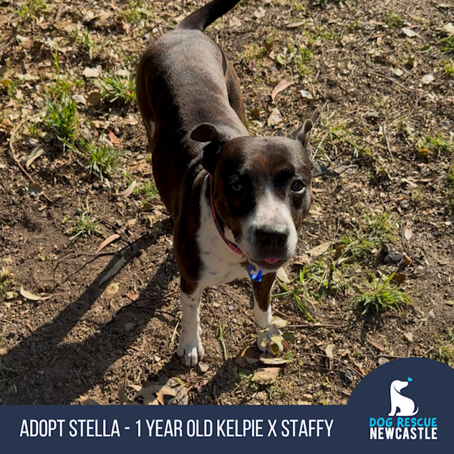 Photo of Stella   1 Year Old Kelpie X Staffy