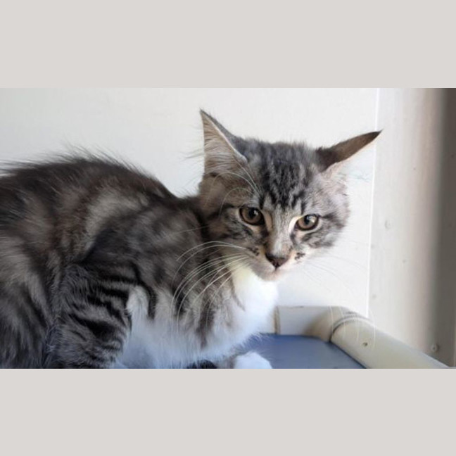 Photo of Goose
