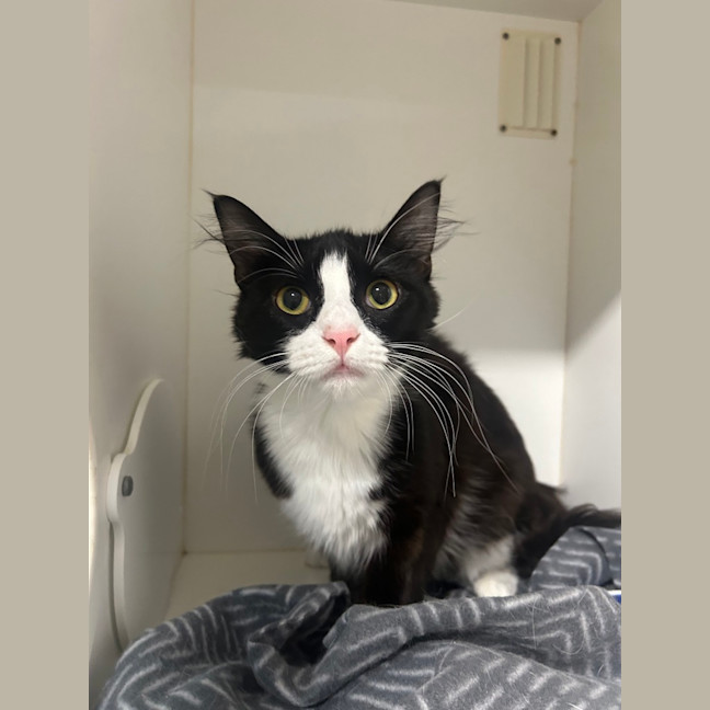 Photo of Mittenz