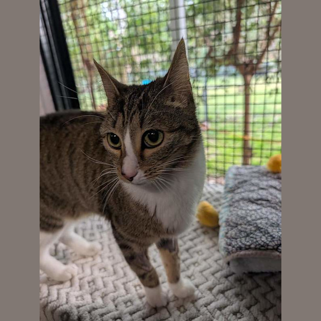Photo of Soxy