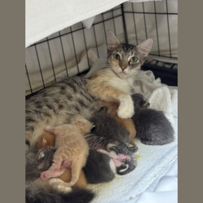 Photo of Donner 🦌