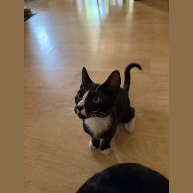 Photo of Apollo