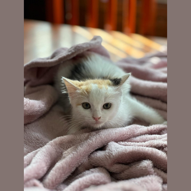 Photo of Flame ❣️*9 Lives Project Rescue*