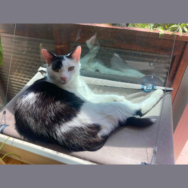 Photo of Little Guy   In Foster In Care In Brunswick East