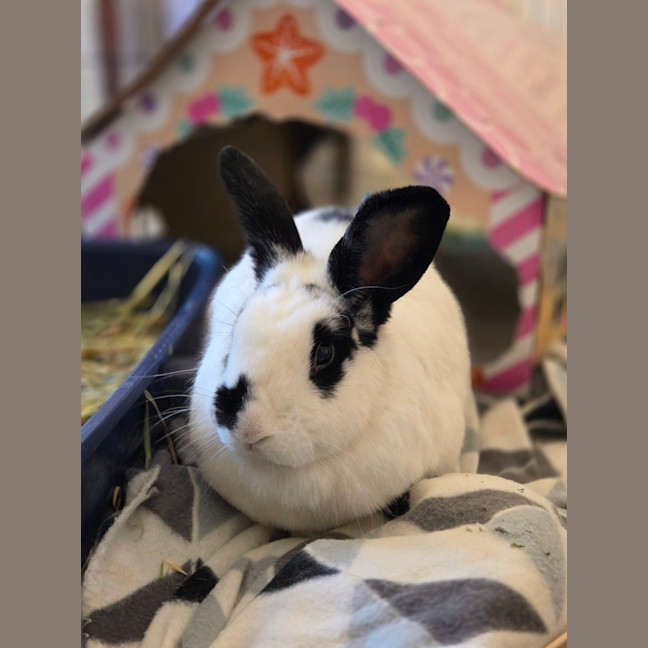 Photo of Henry