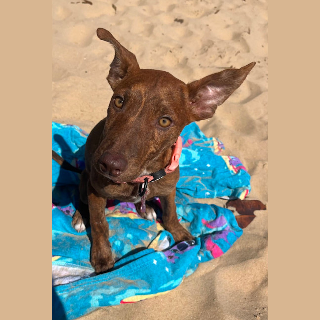 Photo of Rosie   4 Month Old Kelpie X Staffy (Trial 5/10)