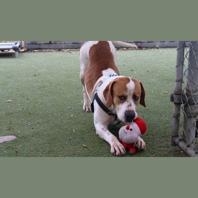 Photo of Rufus