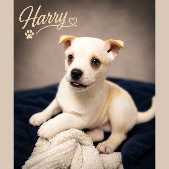 Photo of Harry
