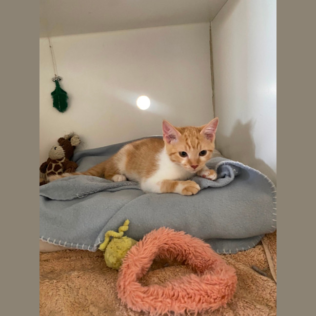 Photo of Honey