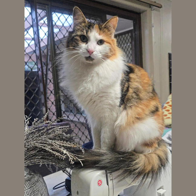 Photo of Primrose (Located In Wantirna South)
